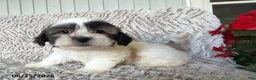 Teddy Bear dogs for sale: Otto - Ad 2