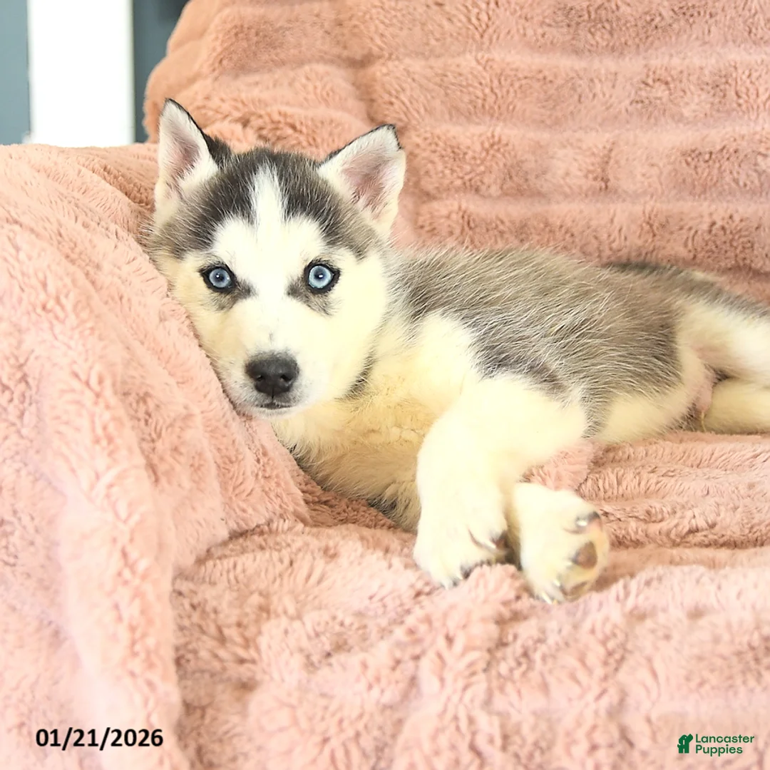 Siberian Husky dogs for sale: Radar - Ad 3