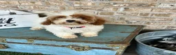 Cavapoo dogs for sale: Reese - Ad 4