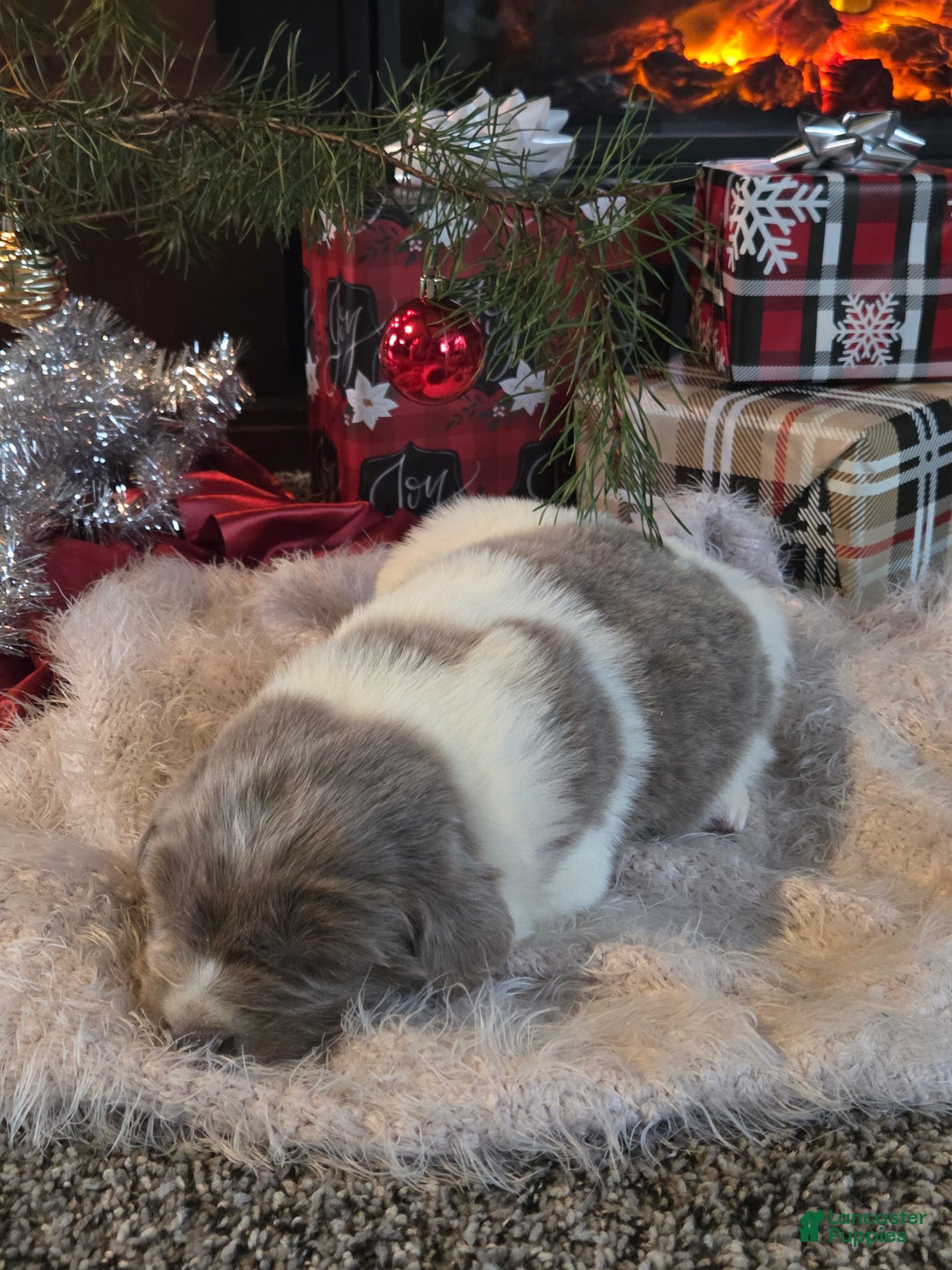 Newfoundland dogs for sale: Crystal  - Ad 3