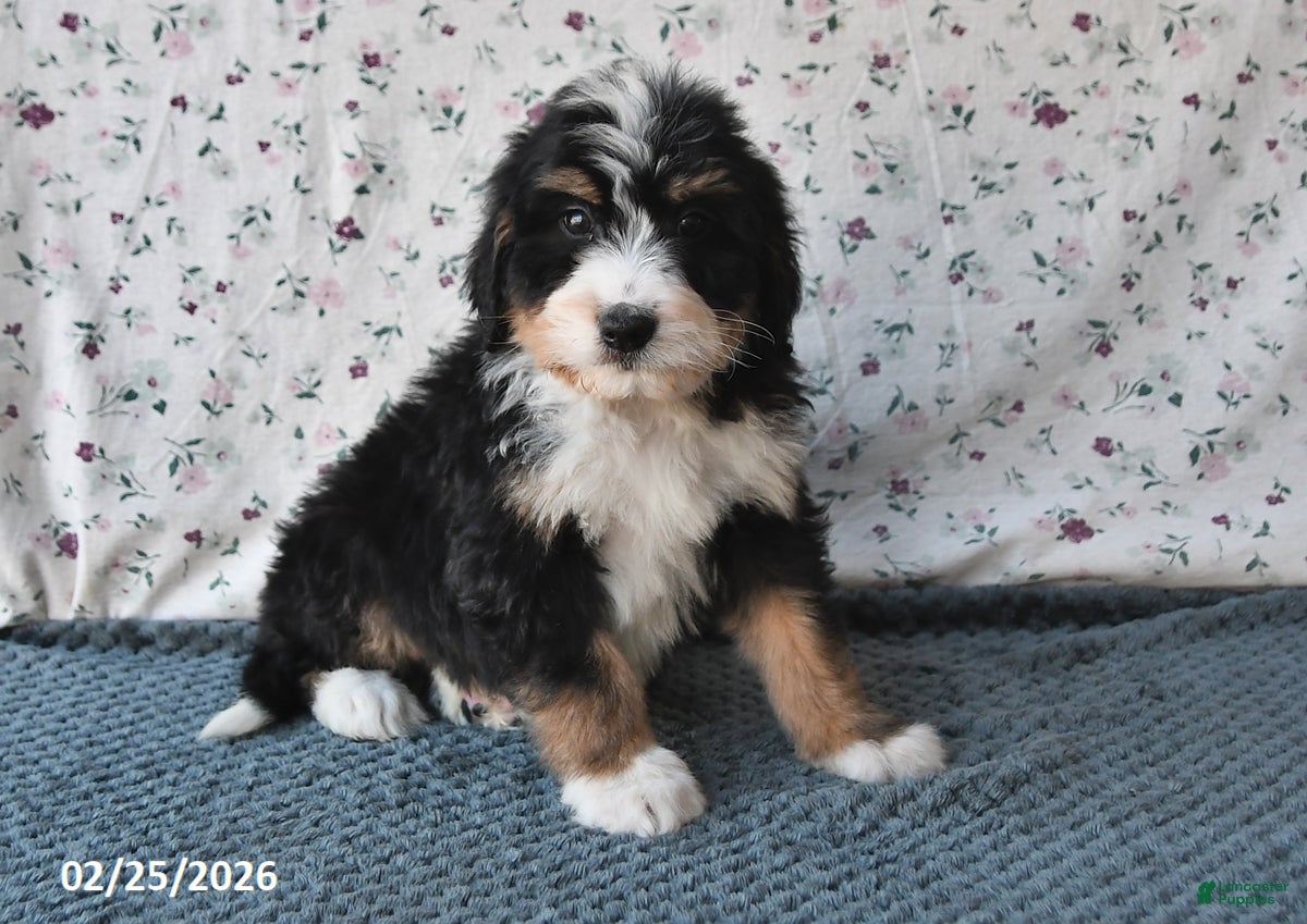 Bernedoodle dogs Rex - Ad 1