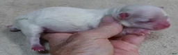 Maltese dogs for sale: Kenobi - Ad 7