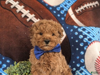 Bichpoo dogs Chauncey - Ad 24