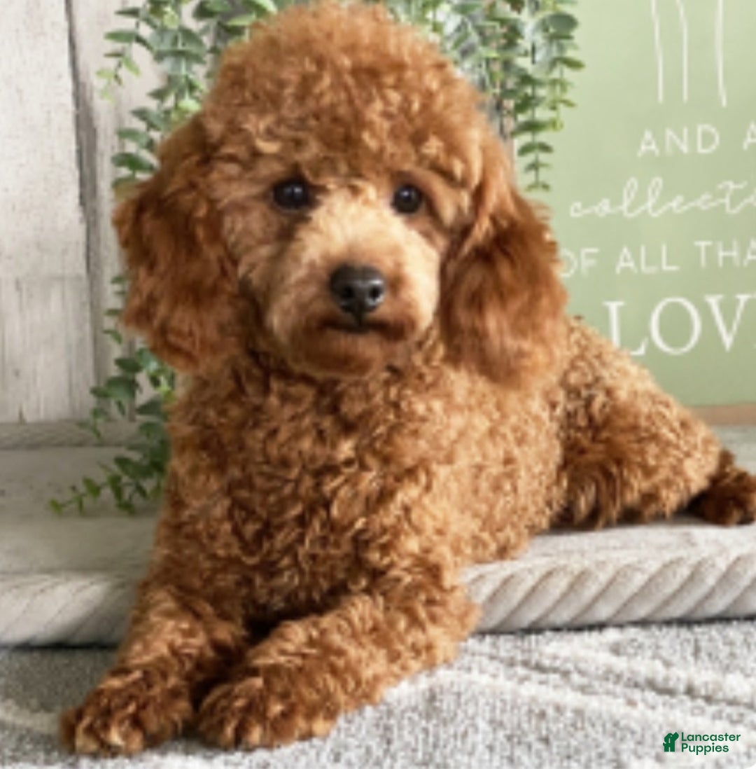 Maltipoo dogs for sale: Ozzy - Ad 17