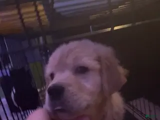 Golden Retriever dogs Gigantor - Ad 8