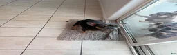 French Bulldog dogs for sale: French Bulldog 2 - Ad 7