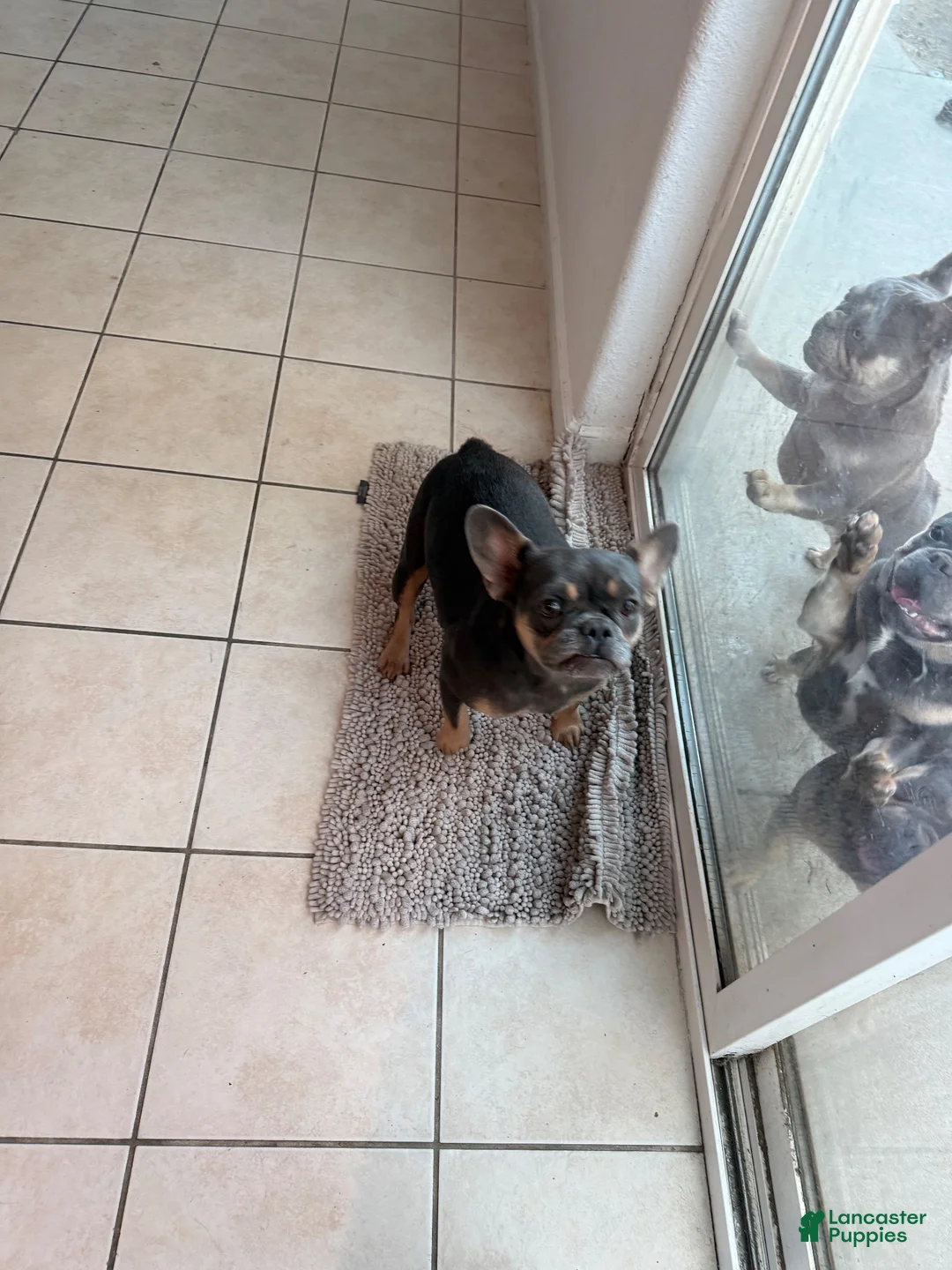 French Bulldog dogs for sale: French Bulldog 2 - Ad 7
