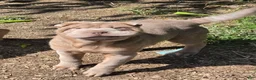 Shar Pei dogs for sale: Lyla - Ad 11