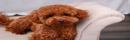 Toy Poodle dogs for sale: Pascal - Ad 4