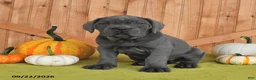 Cane Corso dogs for sale: Classy - Ad 3