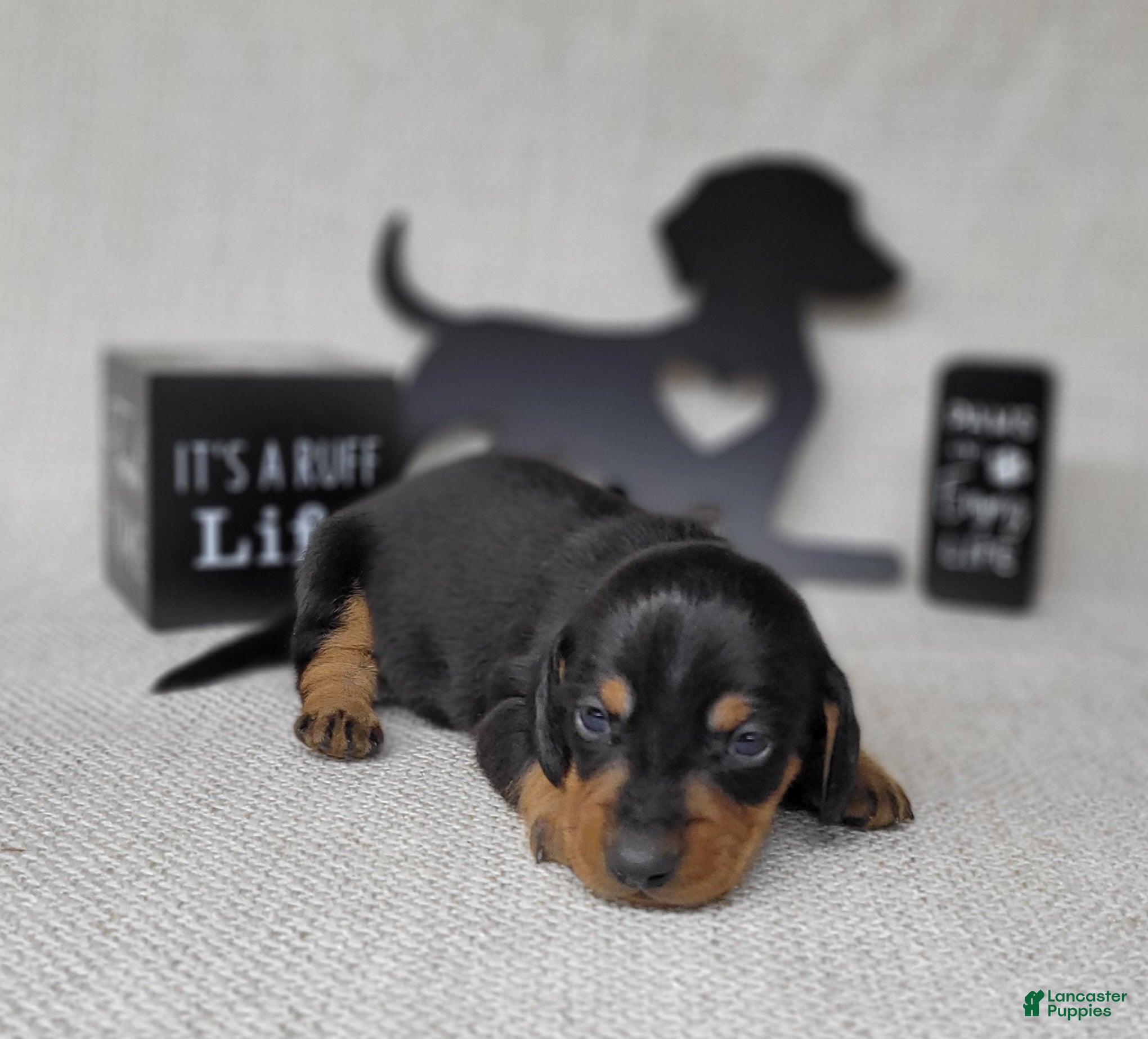 Miniature Dachshund dogs Saul AKC - Ad 29