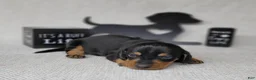 Miniature Dachshund dogs for sale: Saul AKC - Ad 1
