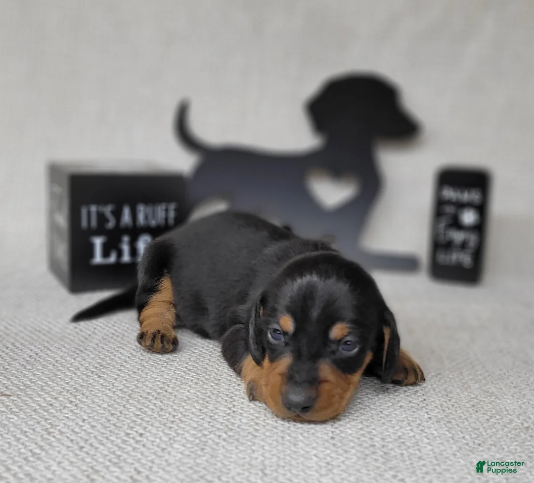 Miniature Dachshund dogs for sale: Saul AKC - Ad 1