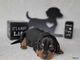Miniature Dachshund dogs Saul AKC - Ad 29