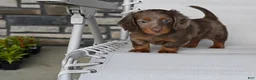 Miniature Dachshund dogs for sale: AKC Rowdy - Ad 2