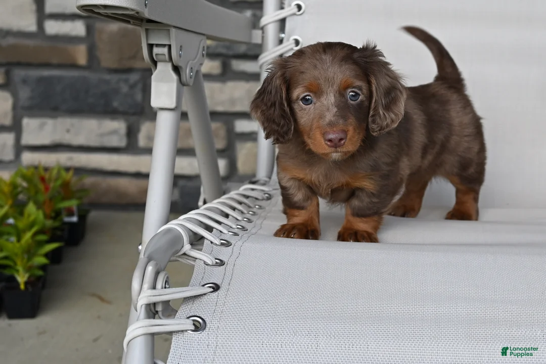 Miniature Dachshund dogs for sale: AKC Rowdy - Ad 2