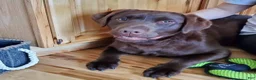 Labrador Retriever dogs for sale: Helen/Pink collar Black female. - Ad 2