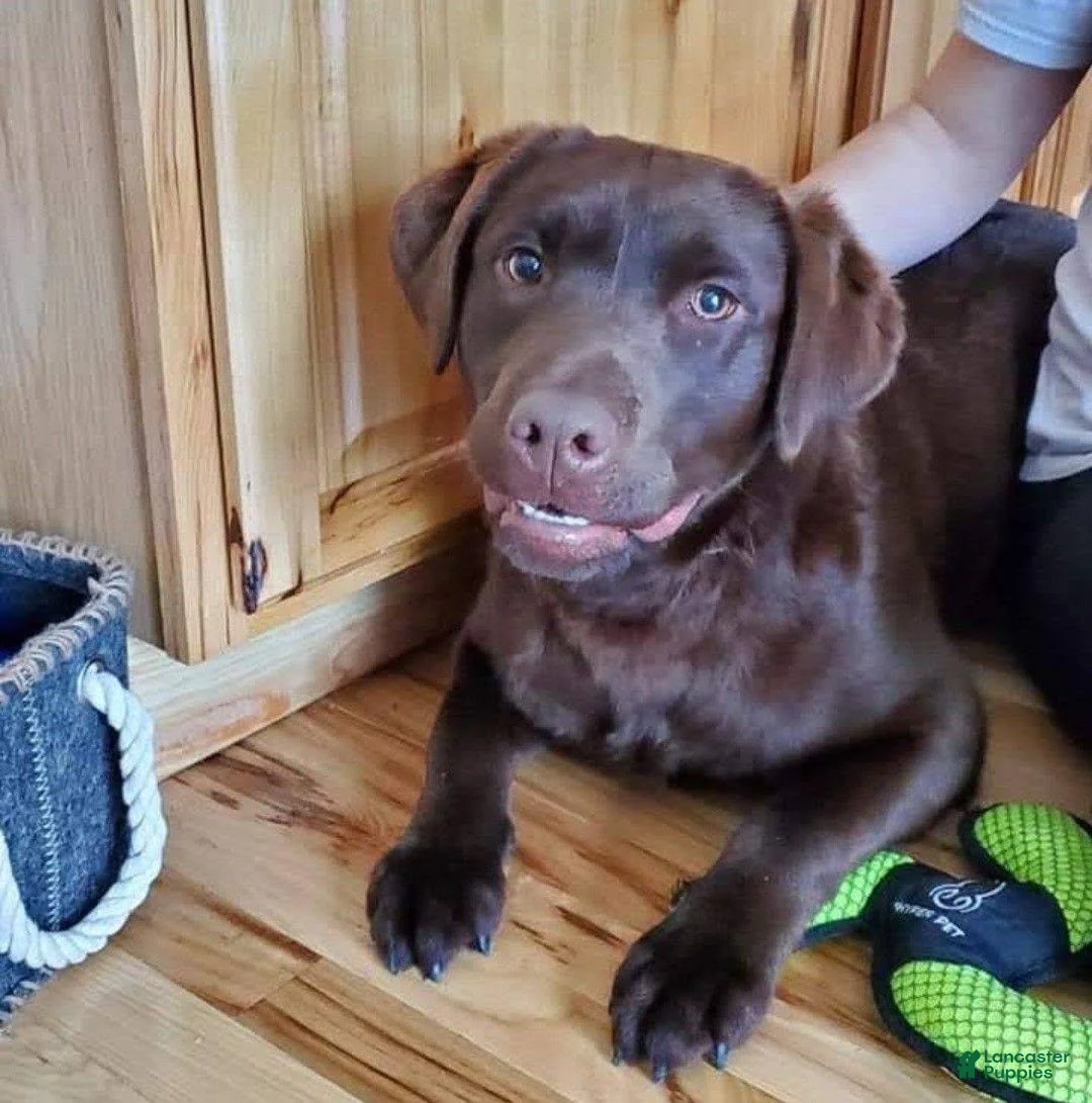 Labrador Retriever dogs for sale: Helen/Pink collar Black female. - Ad 2