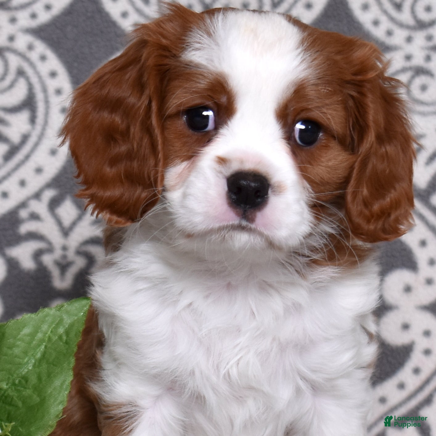 Cavalier King Charles Spaniel dogs Copper  - Ad 1