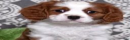 Cavalier King Charles Spaniel dogs for sale: Copper  - Ad 1