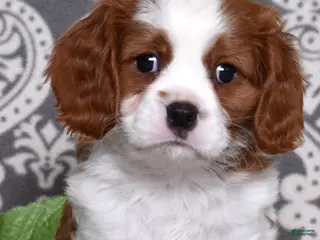 Cavalier King Charles Spaniel dogs for sale: Copper - Ad 3