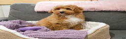 Mini Goldendoodle dogs for sale: Fettuccine  - Ad 4