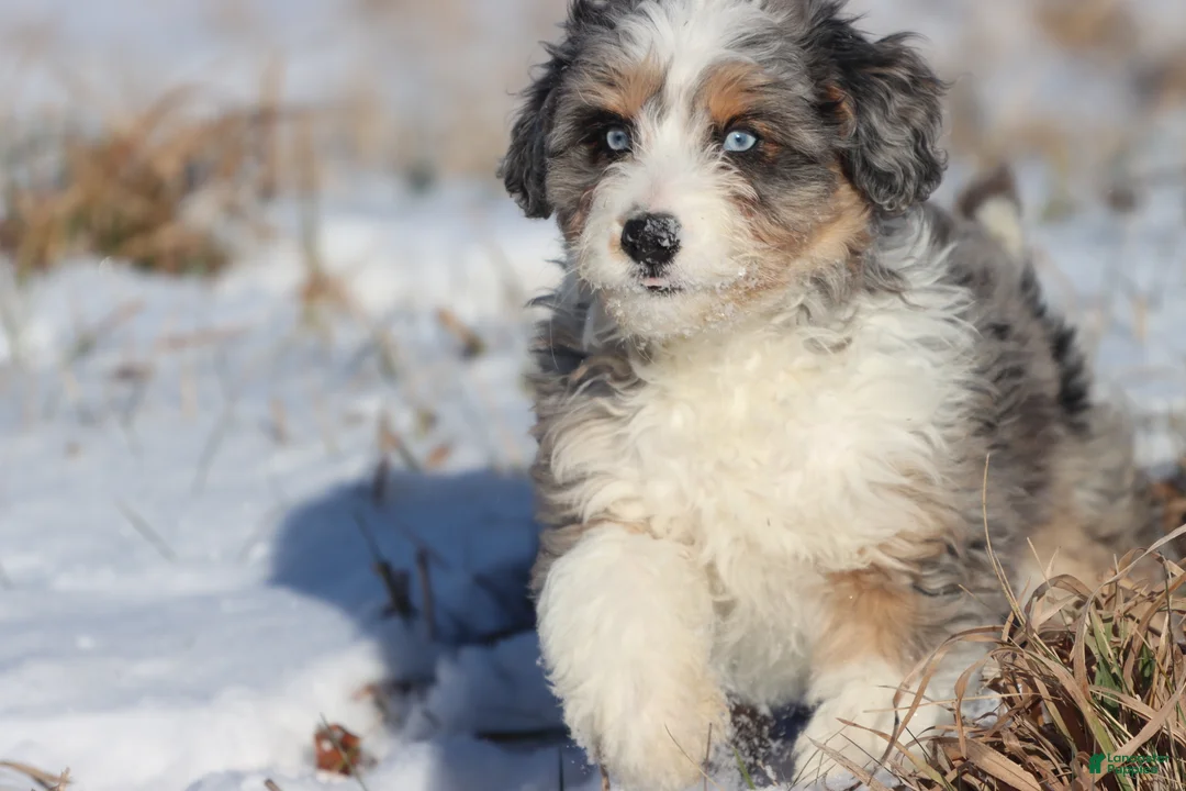 Mini Aussiedoodle dogs for sale: Cloudy  - Ad 3