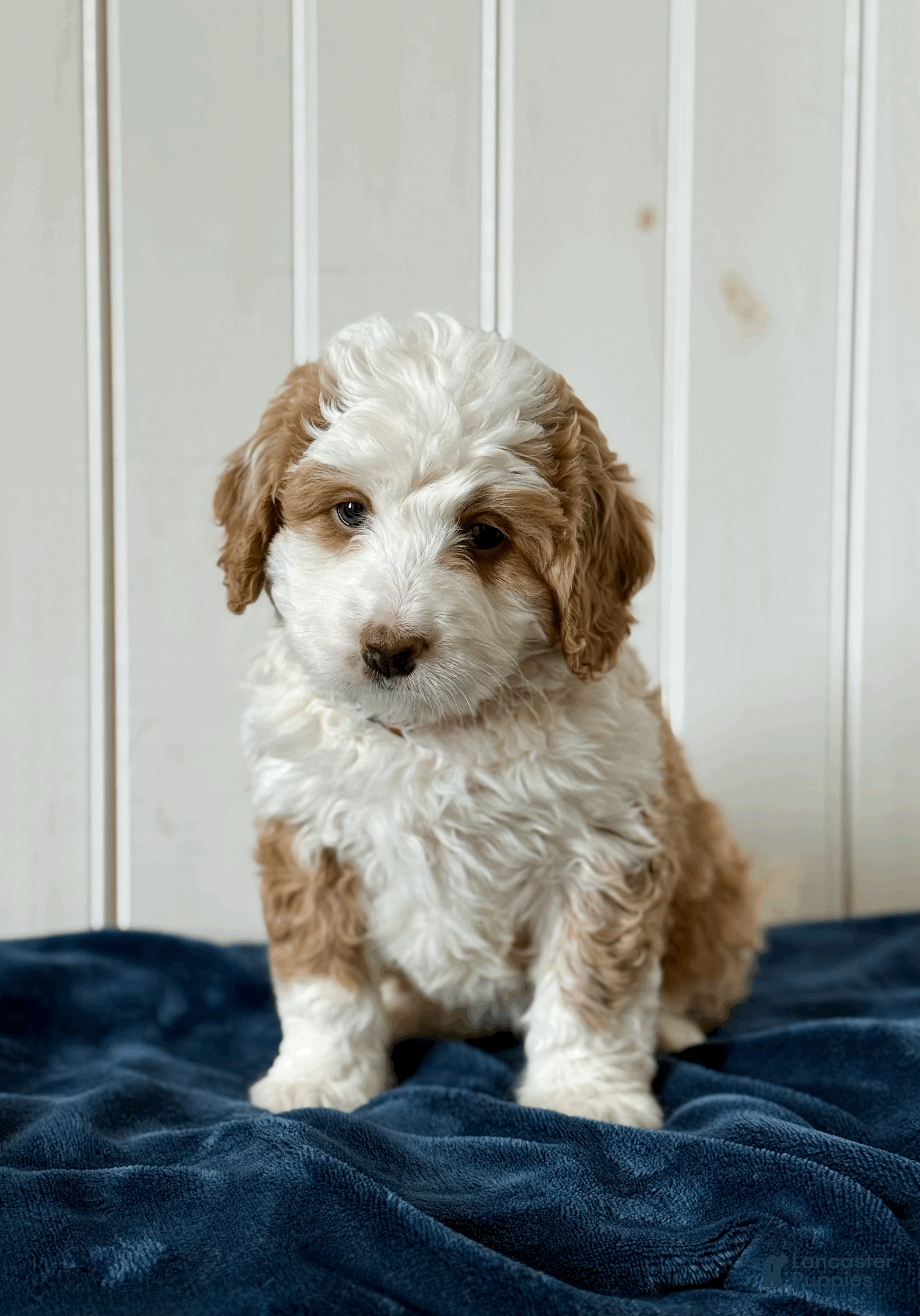 Mini Bernedoodle dogs Poppy - Ad 1