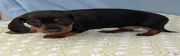 Miniature Dachshund dogs for sale: Black Dahlia - Ad 11