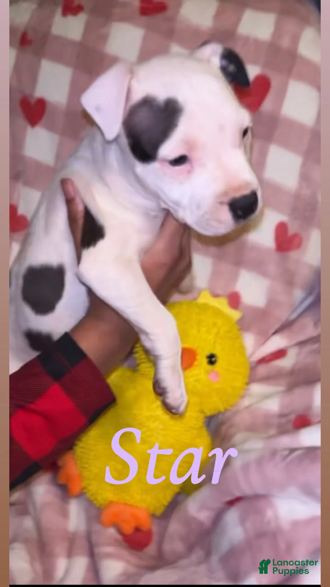 American Pit Bull Terrier dogs for sale: Star - Ad 4