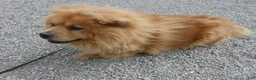 Chow Chow dogs for sale: Chow Chow 1 Lulu - Ad 5