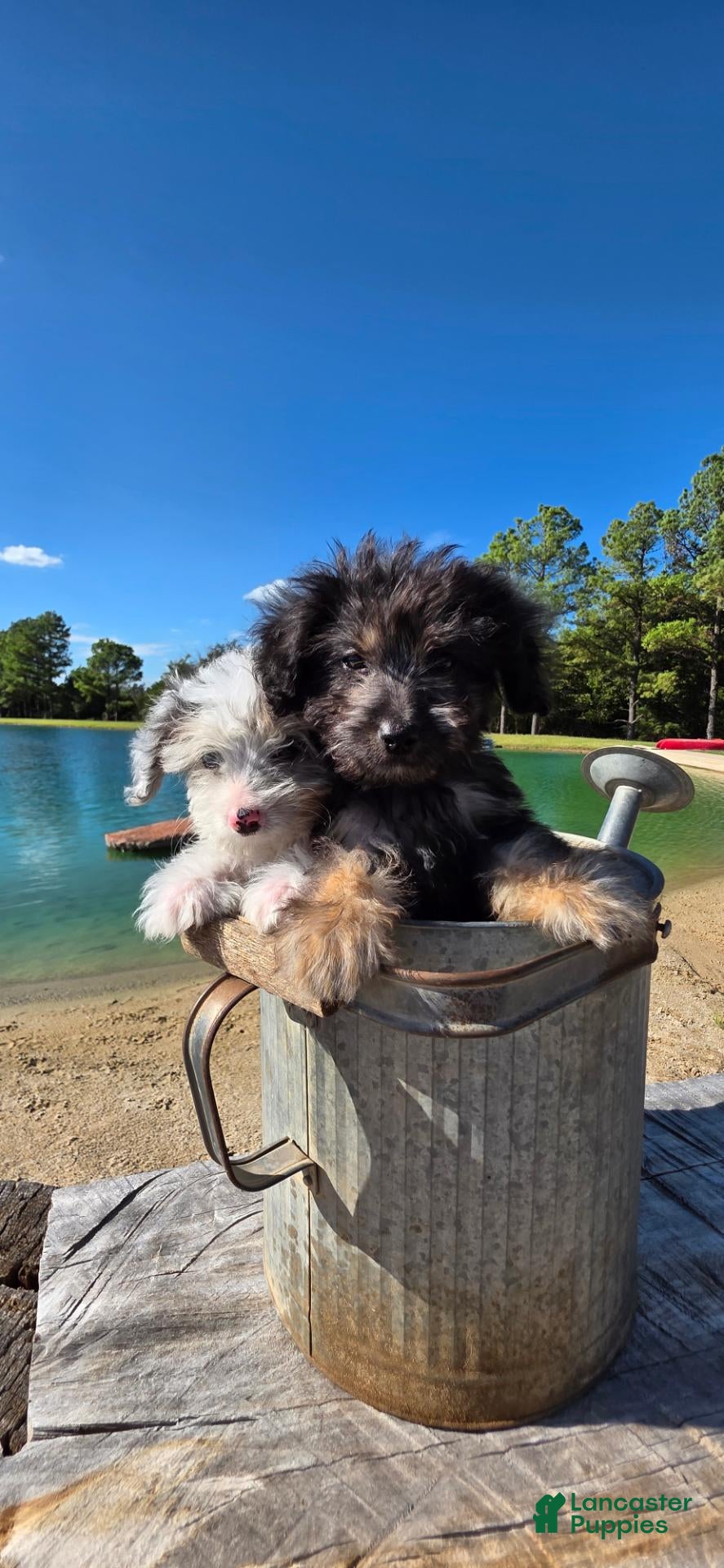 Mixed Breed dogs Mixed Breed 1 - Ad 1
