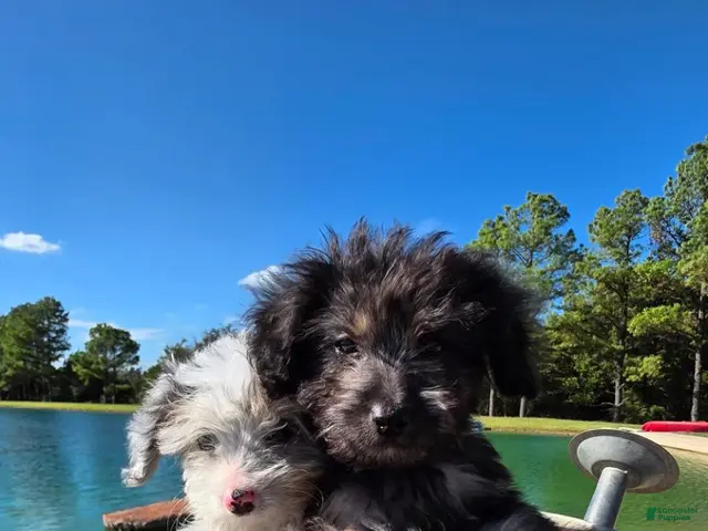 Mixed Breed dogs for sale: Mixed Breed 1 - Ad 1