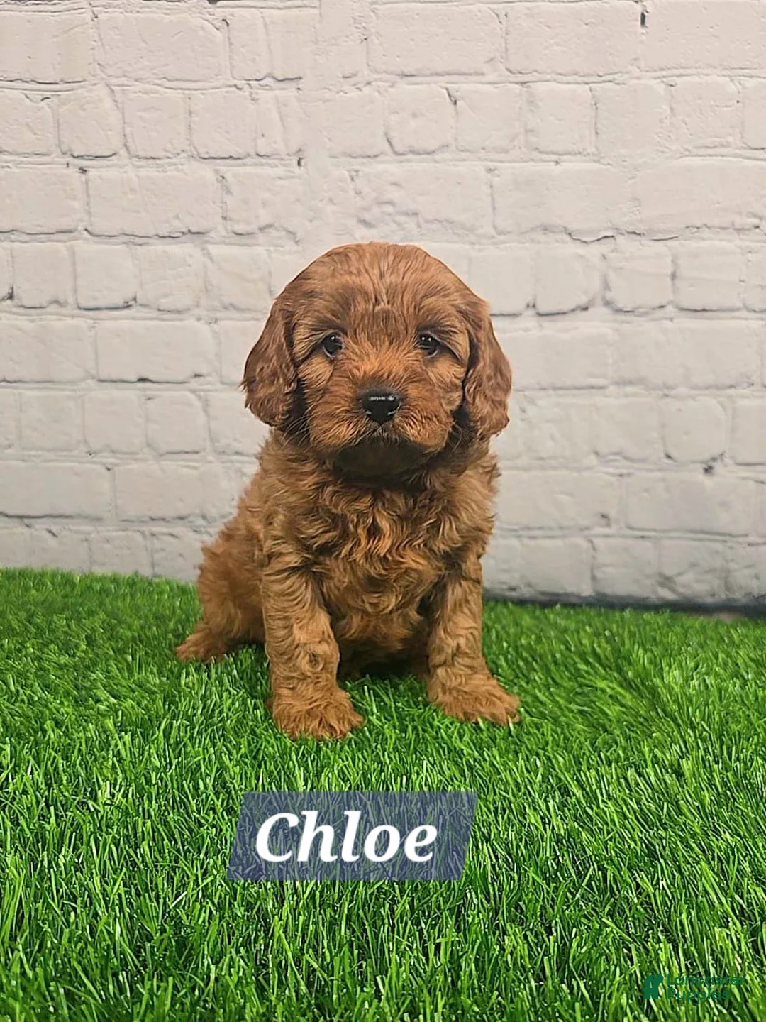 Cavapoo dogs for sale: Chloe  - Ad 7