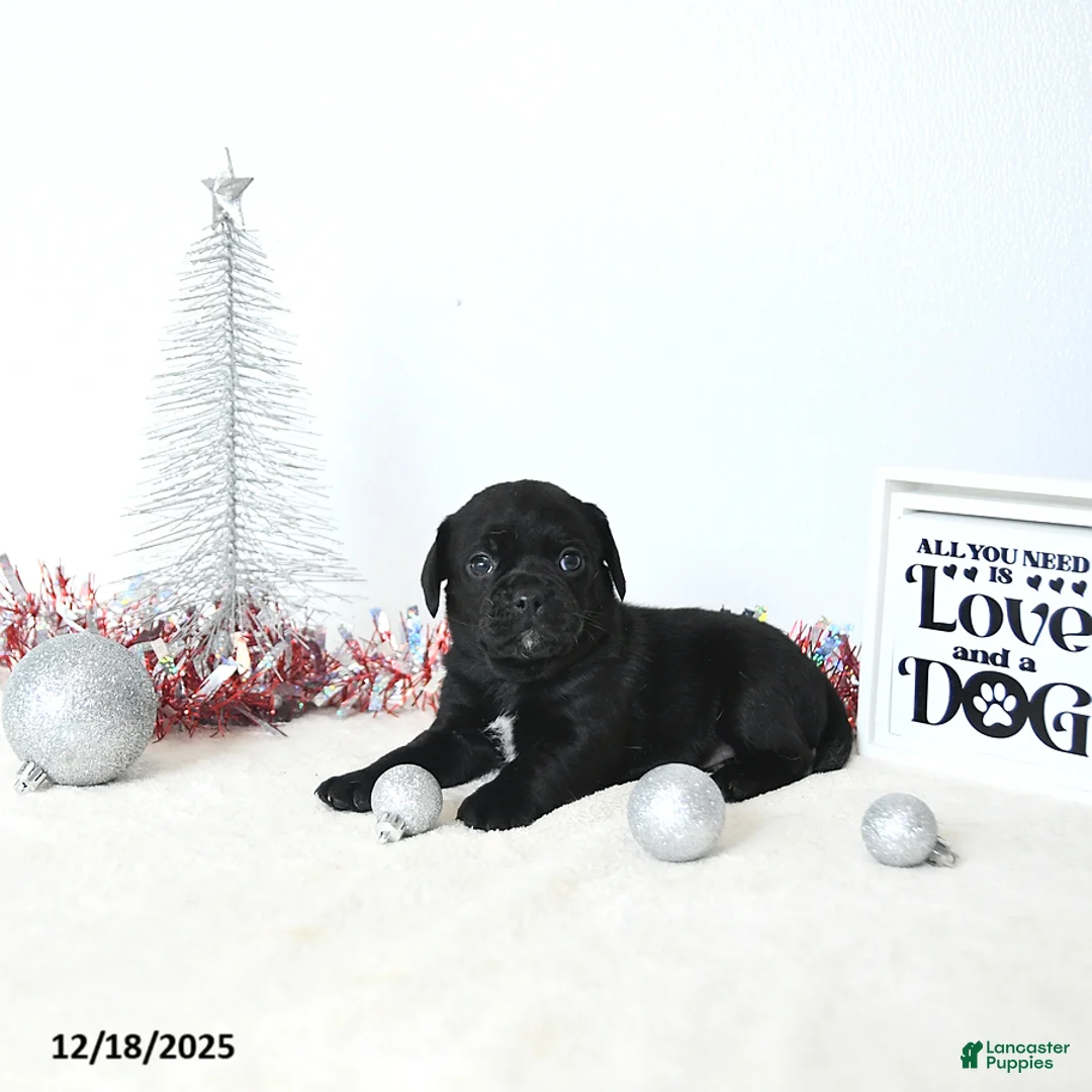 Puggle dogs for sale: Gracie - Ad 9