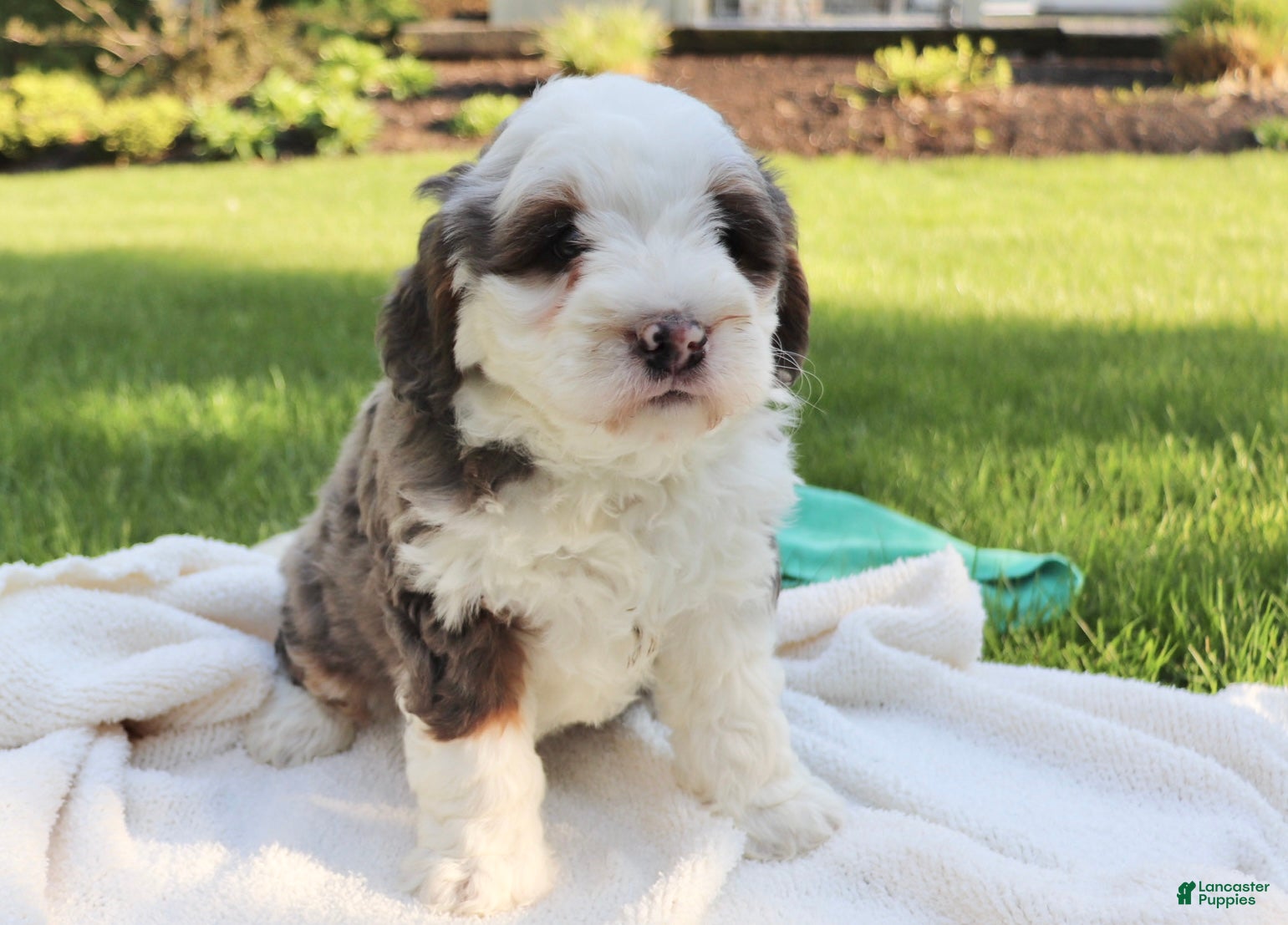 Mini Bernedoodle dogs Trixie - Ad 1