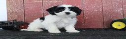 Teddy Bear dogs for sale: Lynsey - Ad 1