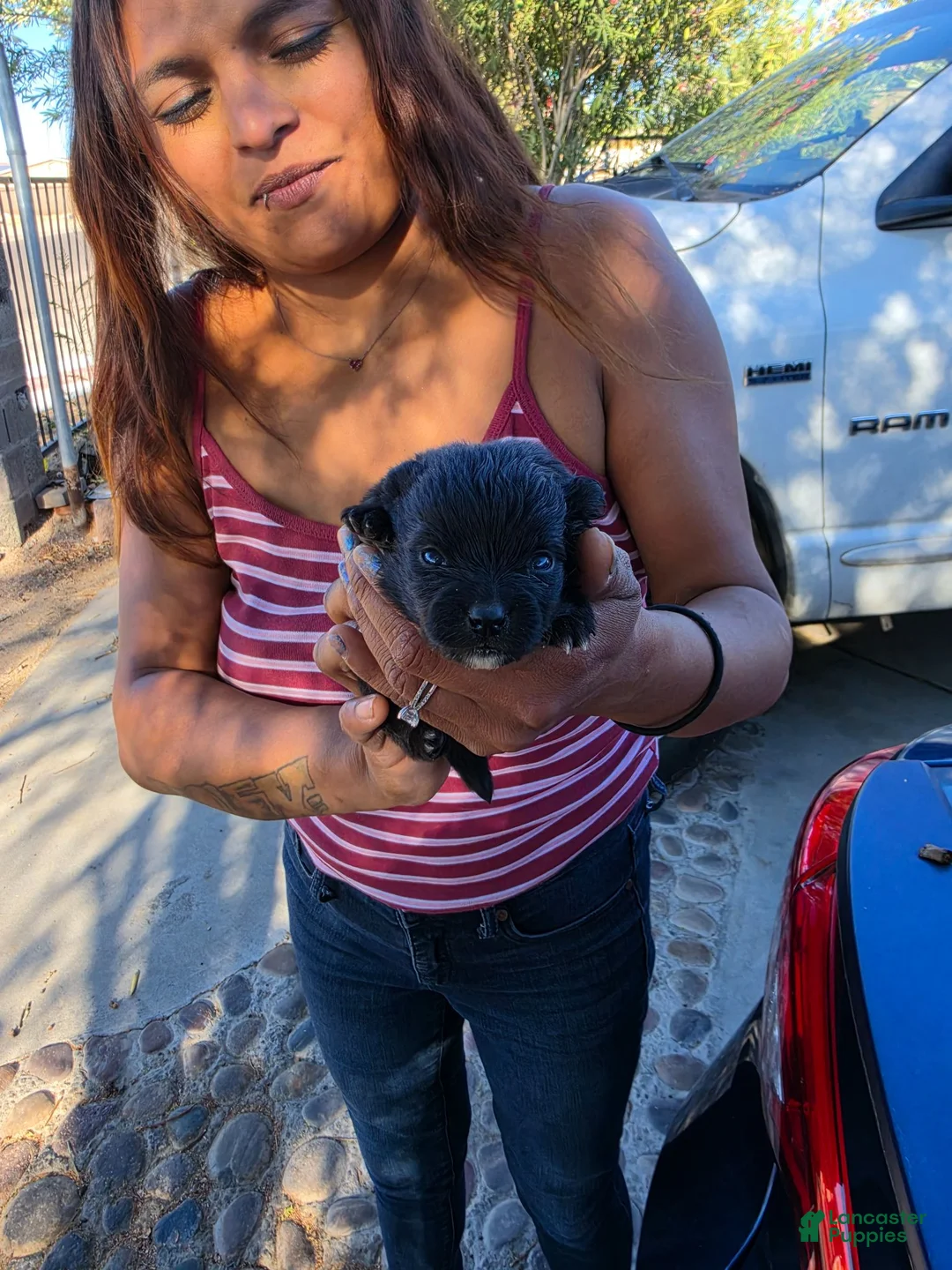 Pomeranian dogs for sale: Pomeranian 1 - Ad 1