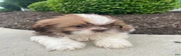 Shih Tzu dogs for sale: Emma - Ad 6
