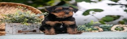 Shorkie dogs for sale: Hiccup - Ad 2