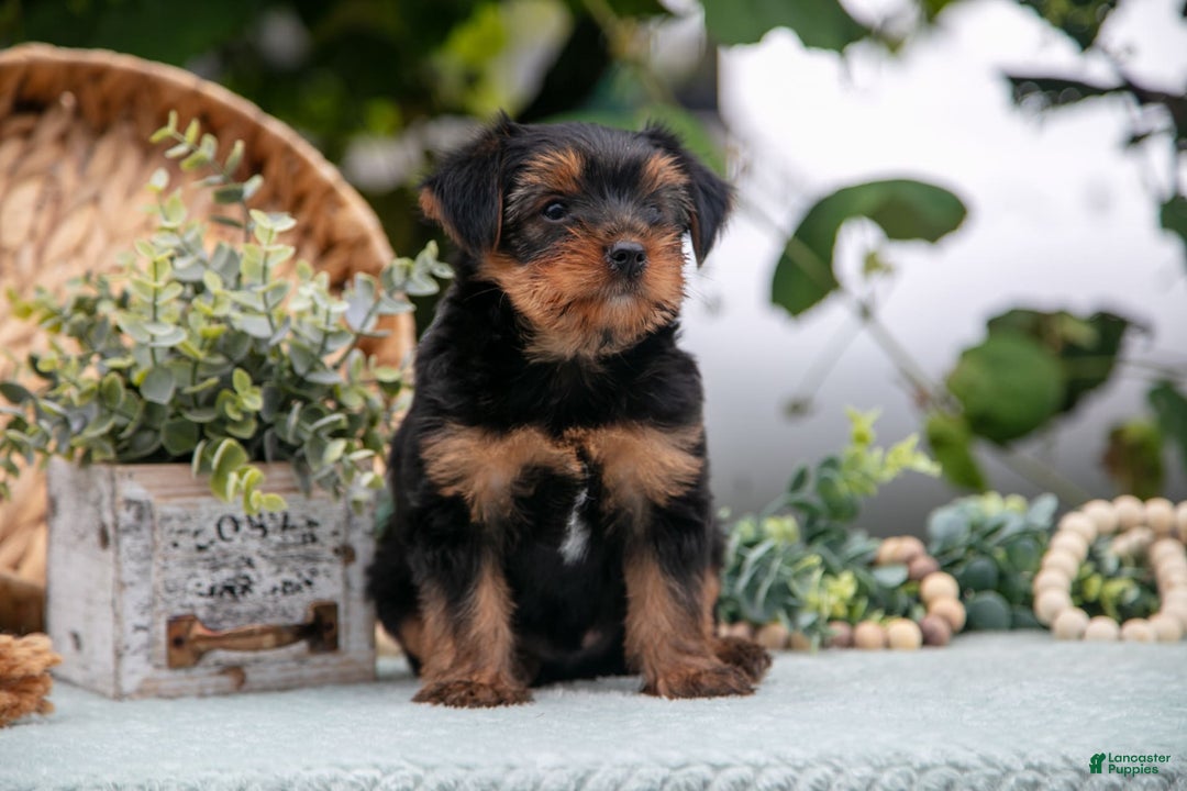 Shorkie dogs for sale: Hiccup - Ad 2