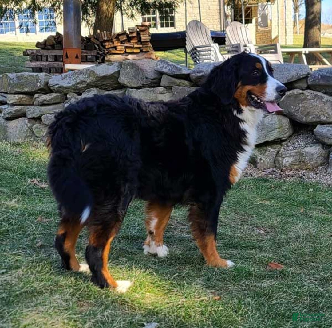 Mini Bernedoodle dogs for sale: Louise - Ad 5