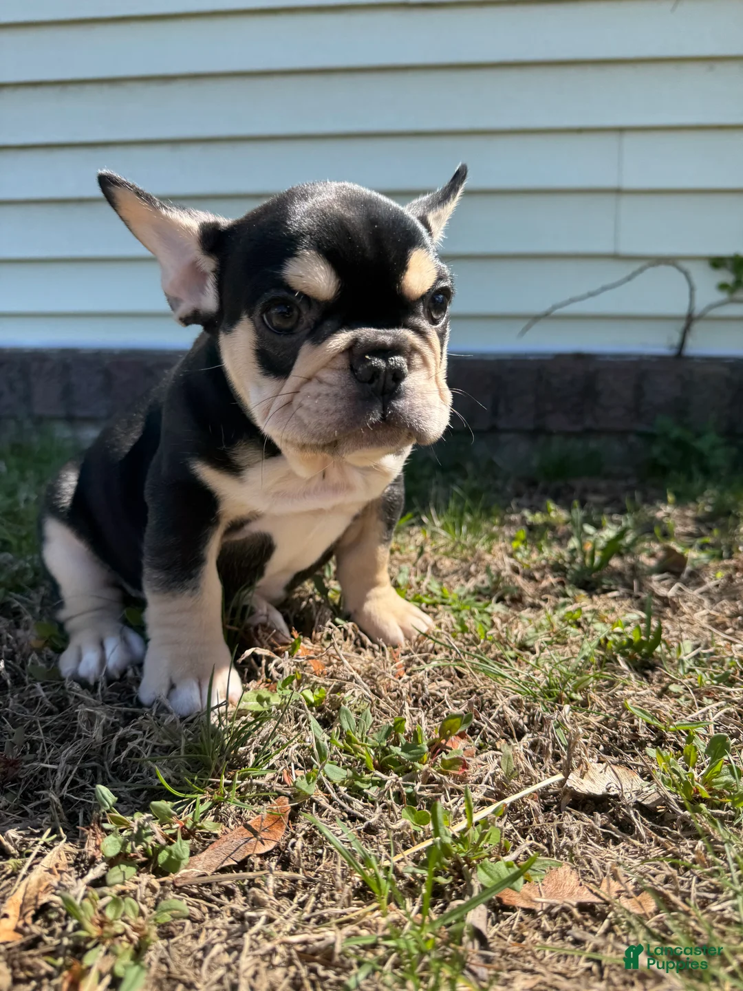 French Bulldog dogs for sale: Mike - Ad 2