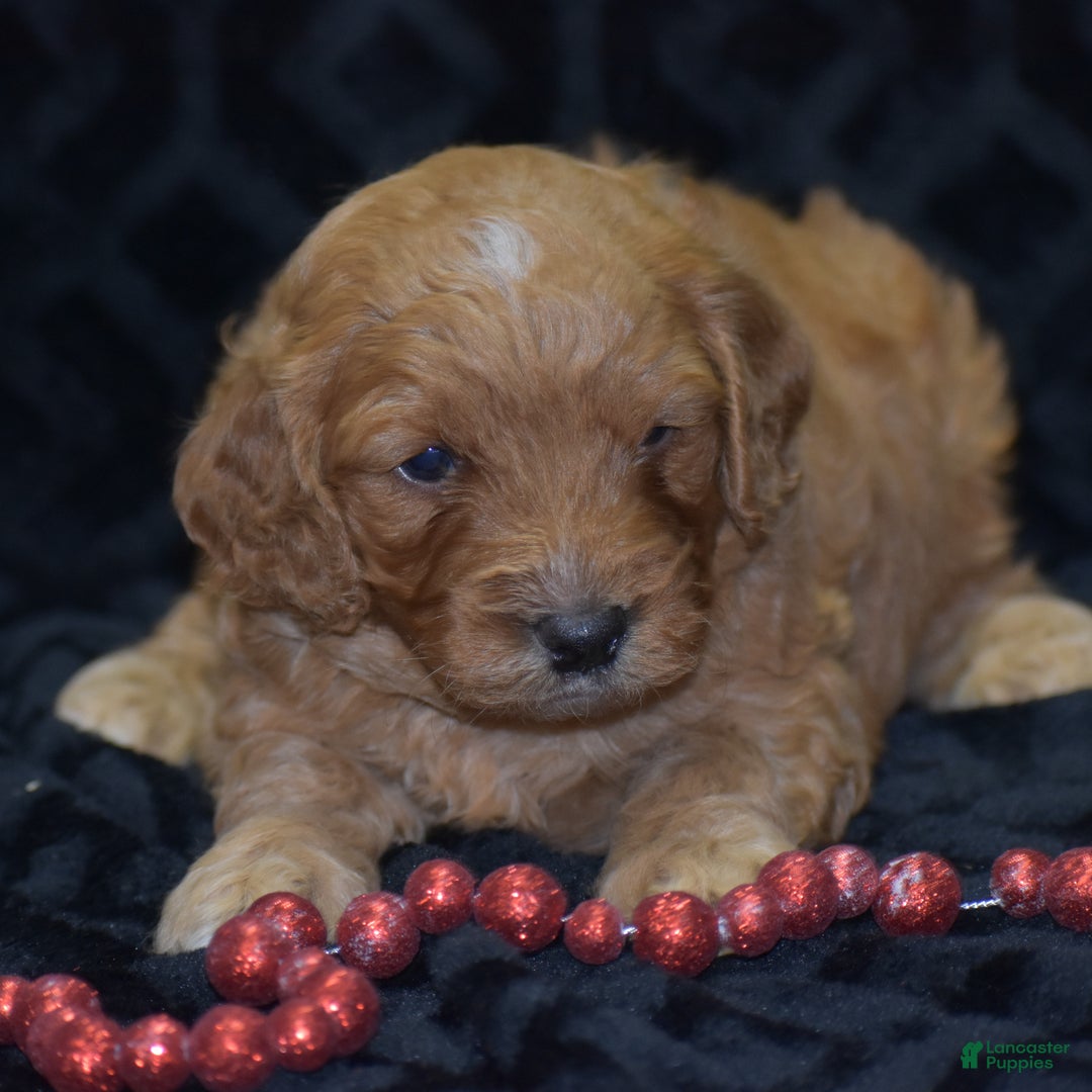 Mini Goldendoodle dogs for sale: Gregy - Ad 7