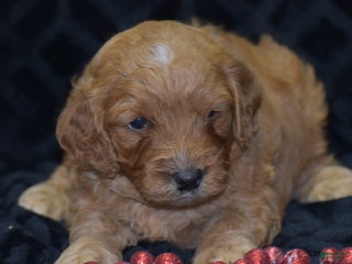 Mini Goldendoodle dogs Gregy - Ad 38