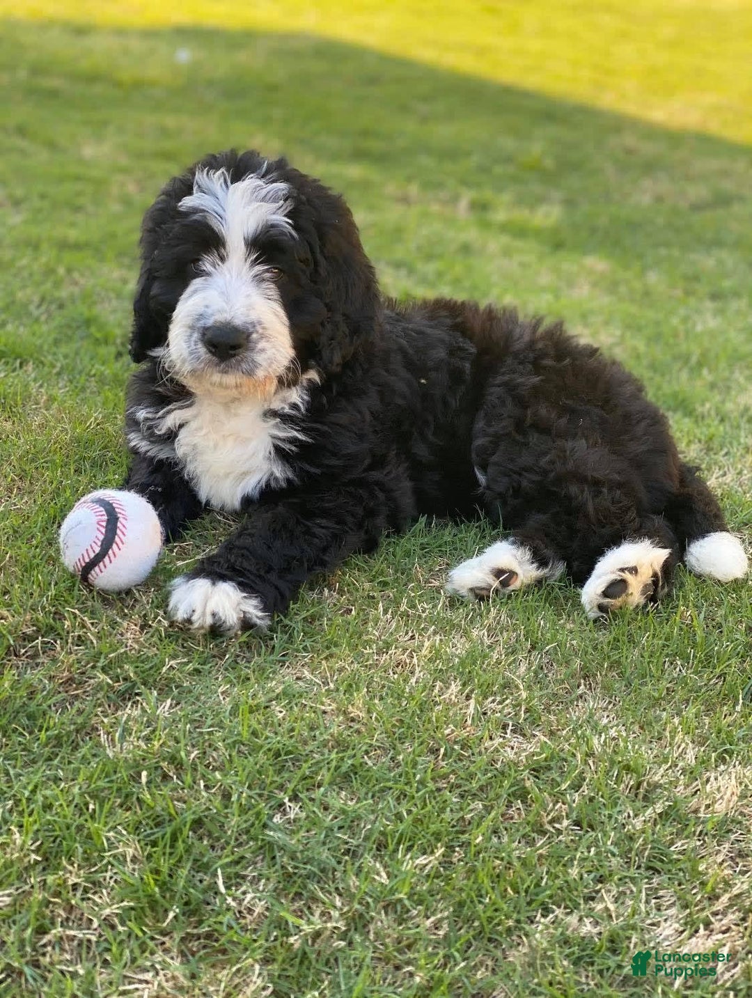 Gallery Image {{count}}