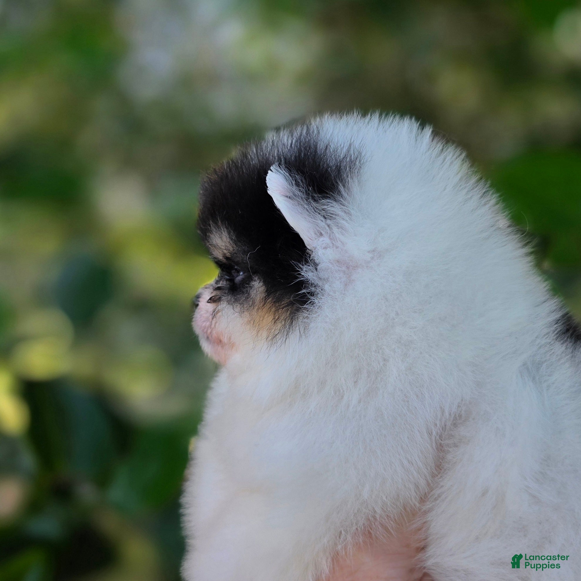 Pomeranian dogs Zorro  - Ad 2