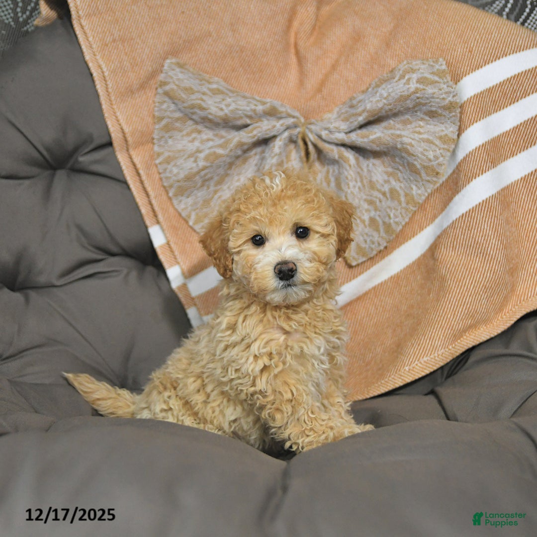 Miniature Poodle dogs for sale: Abby EXTRA SMALL - Ad 1