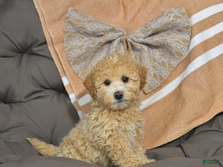 Miniature Poodle dogs Abby EXTRA SMALL - Ad 38