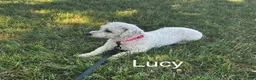 Bichon Frise dogs for sale: Bichon Frise 1 - Ad 4
